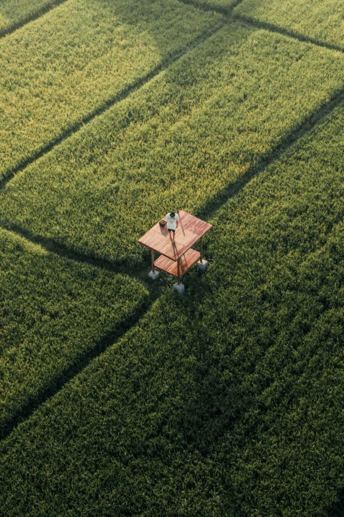 Canggu rice fields